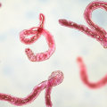 All You Need to Know About 'Parasite'